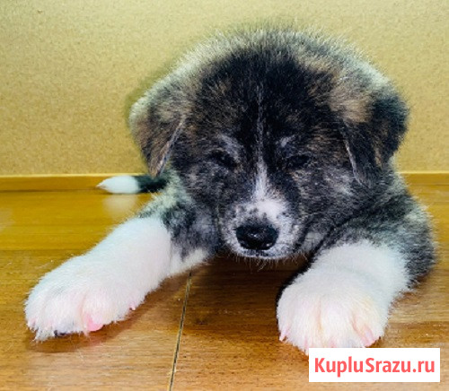 Продам породистых щенков Акита ину Ногинск - изображение 2