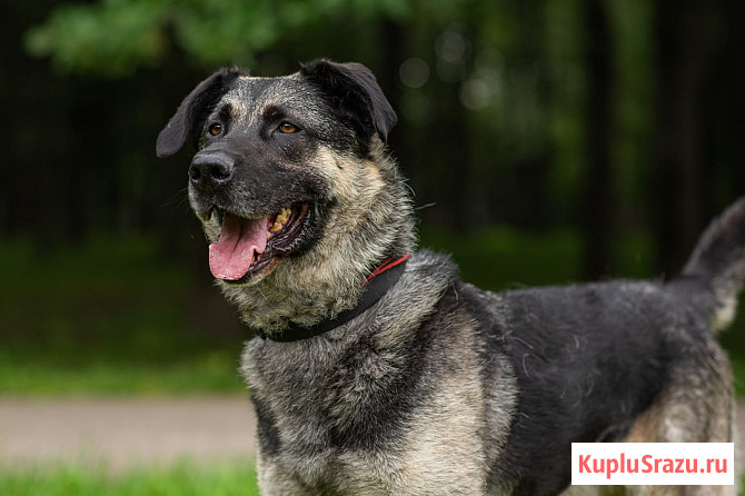 Мирон ищет дом Москва - изображение 3