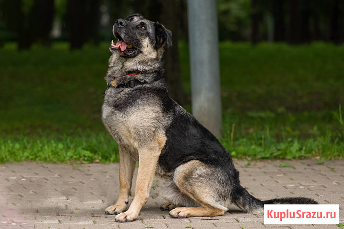 Мирон ищет дом Москва - изображение 1