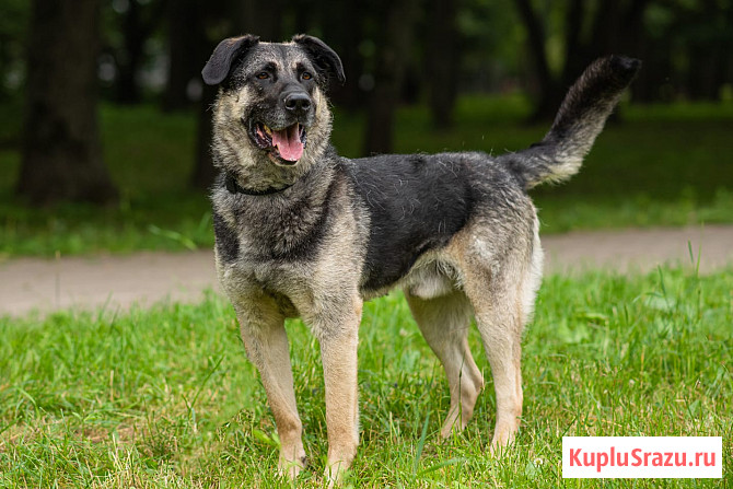 Мирон ищет дом Москва - изображение 2