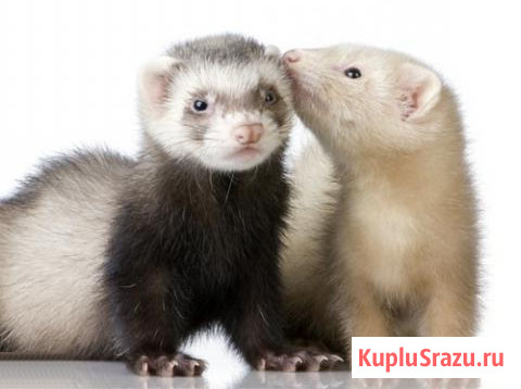 Хорьки домашние Москва - изображение 1