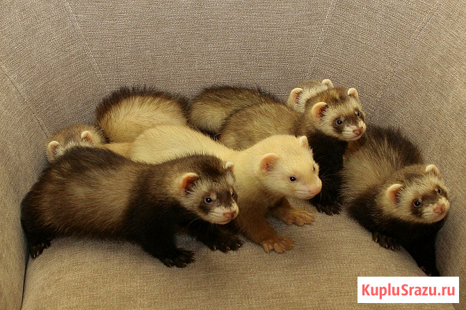 Хорьки домашние Москва - изображение 2