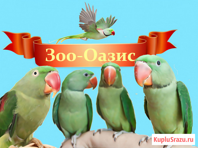 Александрийский попугай Москва - изображение 1