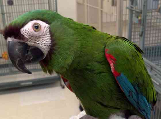 Ара севера или малый каштановолобый Москва