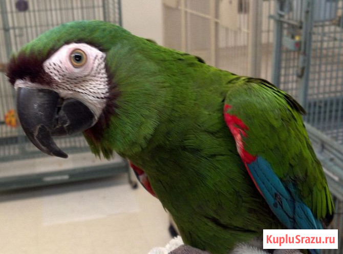 Ара севера или малый каштановолобый Москва - изображение 1