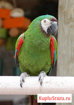 Ара севера или малый каштановолобый Москва - изображение 2