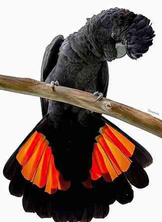 Траурный какаду Бэнкса, или краснохвостый траурный какаду (Calyptorhynchus banksii) птенцы Москва