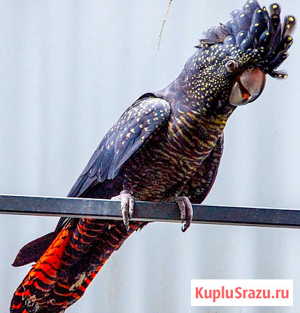 Траурный какаду Бэнкса, или краснохвостый траурный какаду (Calyptorhynchus banksii) птенцы Москва - изображение 2