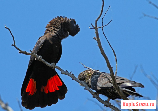 Траурный какаду Бэнкса, или краснохвостый траурный какаду (Calyptorhynchus banksii) птенцы Москва - изображение 1