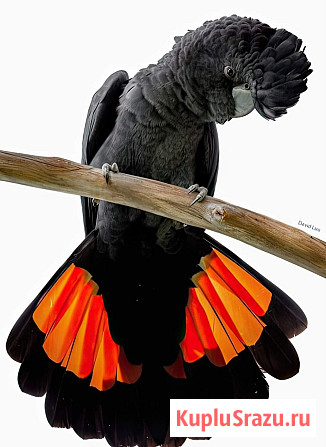 Траурный какаду Бэнкса, или краснохвостый траурный какаду (Calyptorhynchus banksii) птенцы Москва - изображение 3