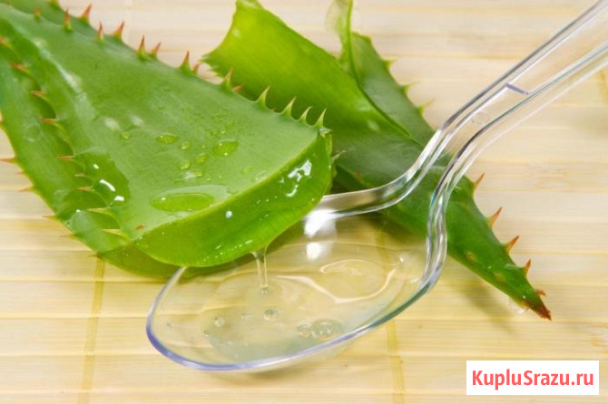 Продам комнатный цветок алоэ древовидный 5 лет Новосибирск - изображение 1