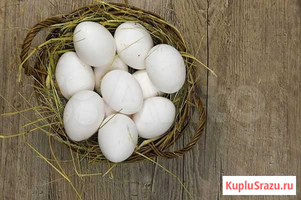 Яйцо куриное домашнее Рязань - изображение 1