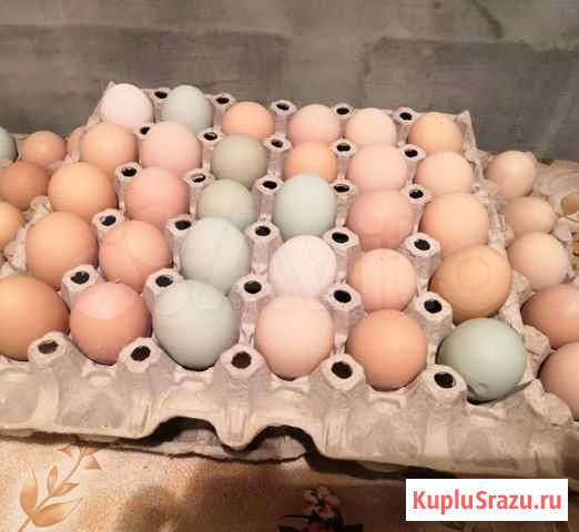 Яйца куриные деревенские домашние Люберцы - изображение 1