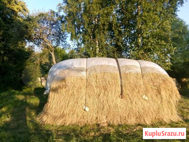 Сено Щигры - изображение 1