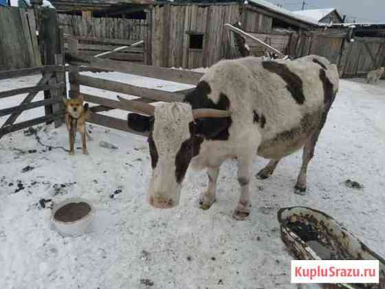 Корова дойная Ангарск