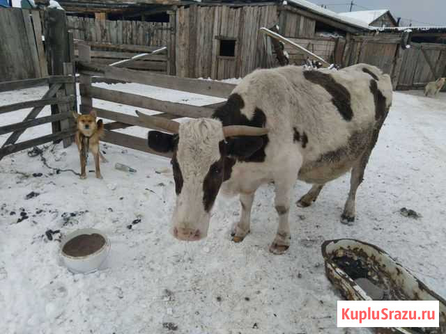 Корова дойная Ангарск - изображение 1