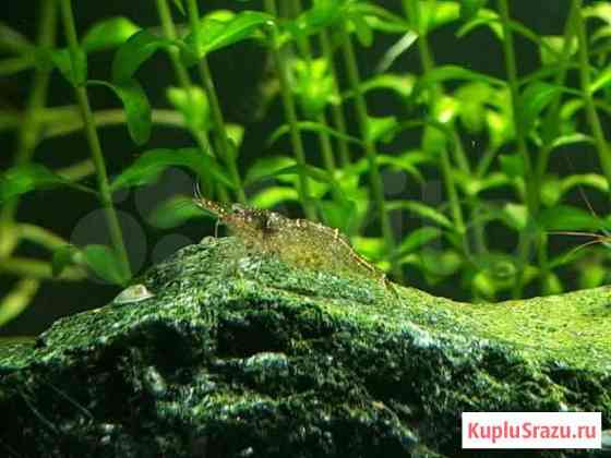 Caridina Sarasinorum Смоленск