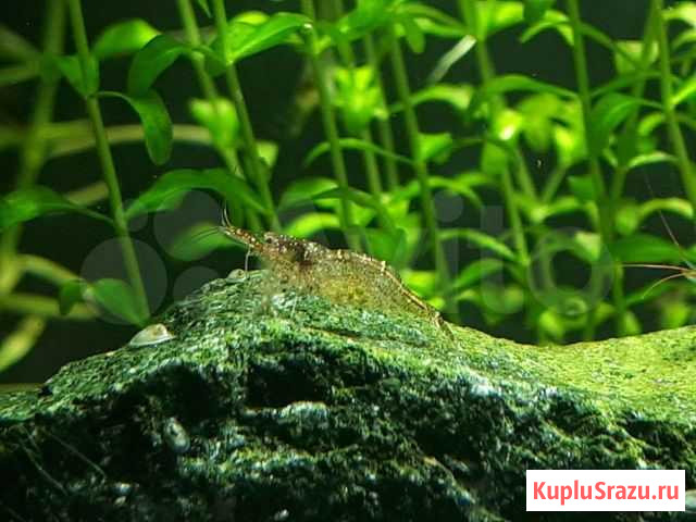 Caridina Sarasinorum Смоленск - изображение 1