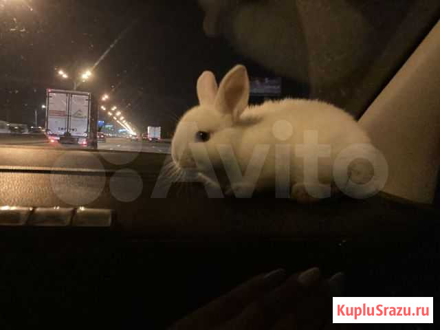 Кролик Москва - изображение 1
