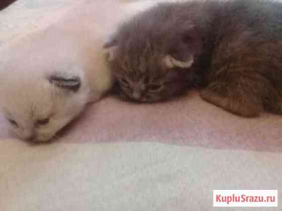 Передержка кошек (индивидуально на дому) Москва