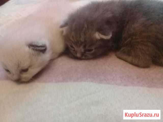 Передержка кошек (индивидуально на дому) Москва - изображение 1