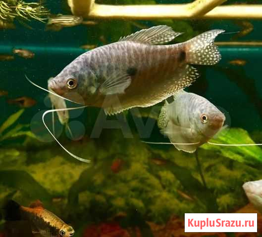 Аквариумные рыбки Лобня - изображение 1