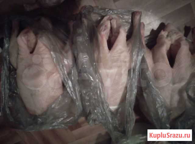 Гуси Курск - изображение 1