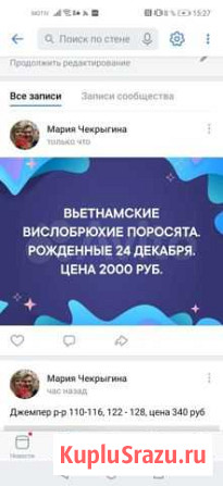Вьетнамские поросята Североуральск - изображение 1