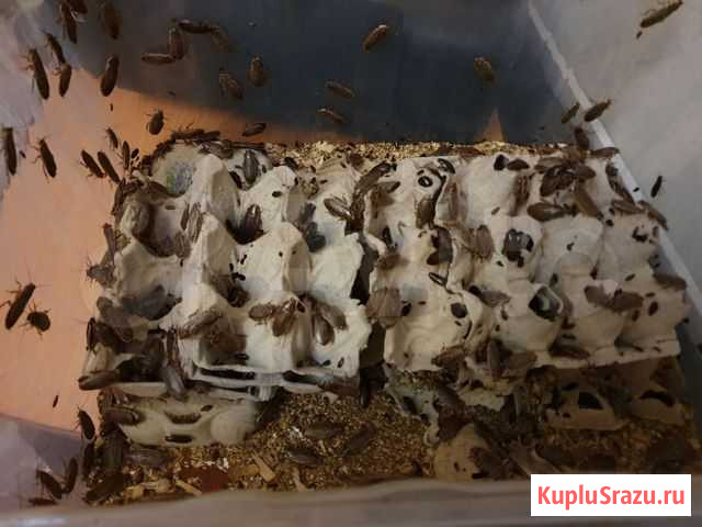 Кормовые насекомые: тараканы и зоофобусы Брянск - изображение 1