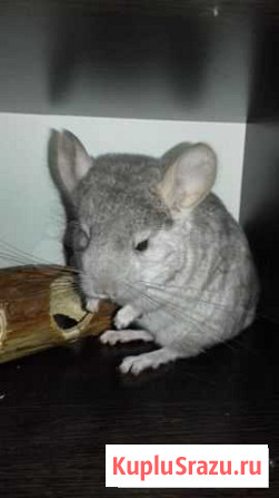 Шиншилла Сергиев Посад - изображение 1