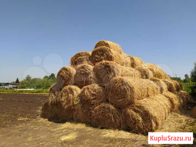 Сено люцерна в рулонах Красноармейское - изображение 1