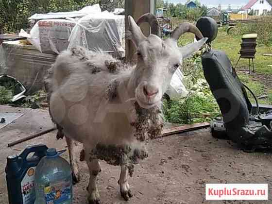 Коза Кушнаренково