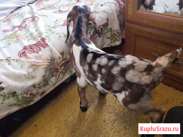 Англо-нубийский козлик Кропоткин - изображение 1