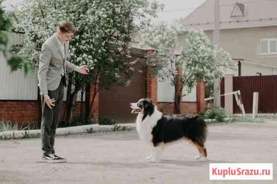 Хендлер для Вашего питомца Москва