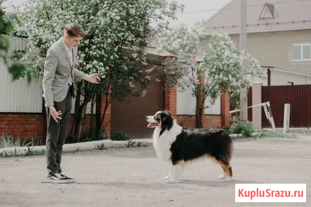 Хендлер для Вашего питомца Москва - изображение 1