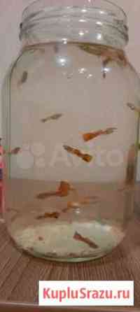 Гуппи Набережные Челны