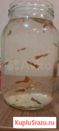 Гуппи Набережные Челны - изображение 1