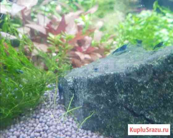 Neocaridina Blue dream Смоленск