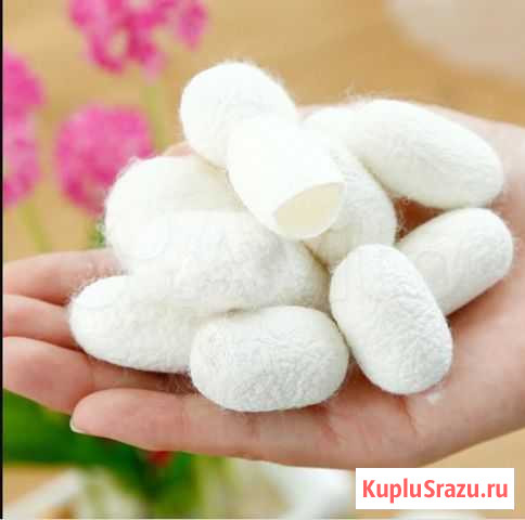 Коконы тутового шелкопряда Мирный - изображение 1