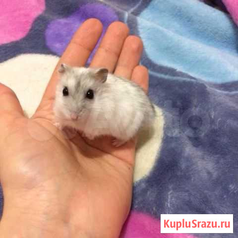 Джунгарский хомяк с клеткой Братск - изображение 1