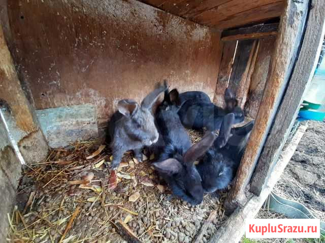 Продам кроликов Гусь-Хрустальный - изображение 1