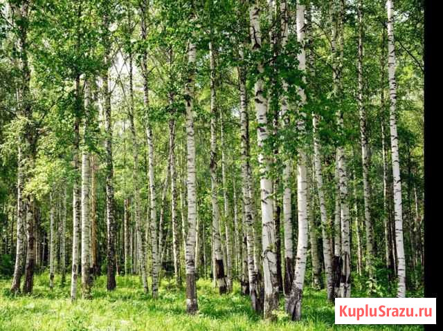 Продам деляну Елизово - изображение 1