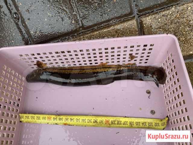 Вьюн. Рыба в пруд. Мальки Красногорск - изображение 1