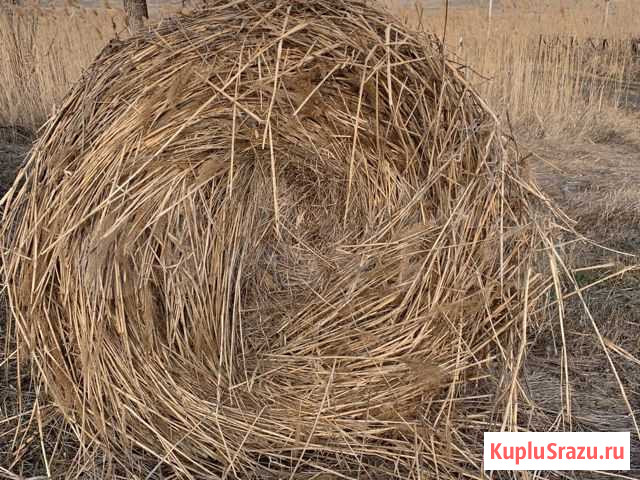 Сена с камышом в рулонах Татарка - изображение 1