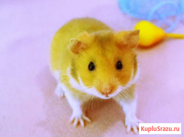 Сирийские хомячки - Клетки - Доставка. Питомник Красногорск - изображение 1