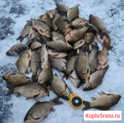 Карась свежемороженный из ключей Елизово - изображение 1