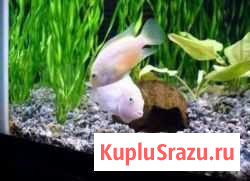 Аквариумные рыбки Ярославль - изображение 1