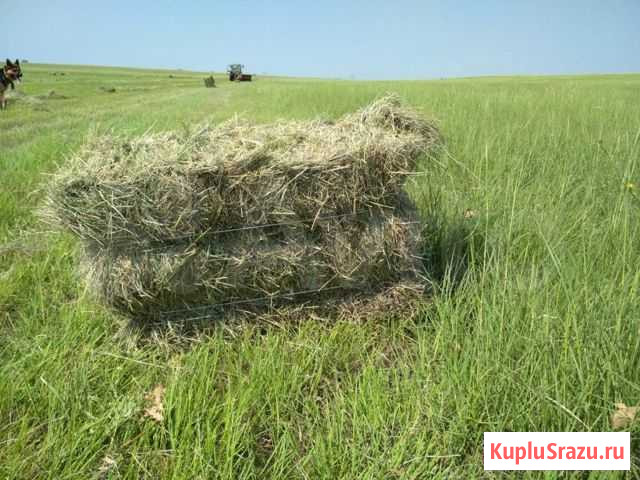 Сено в тюках Белгород - изображение 1