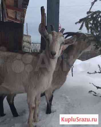 Козочки Бийск