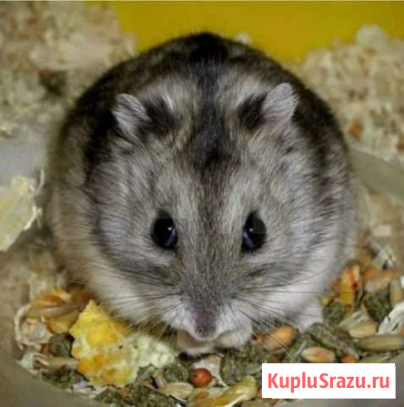 Джунгарский хомяк Энгельс - изображение 1